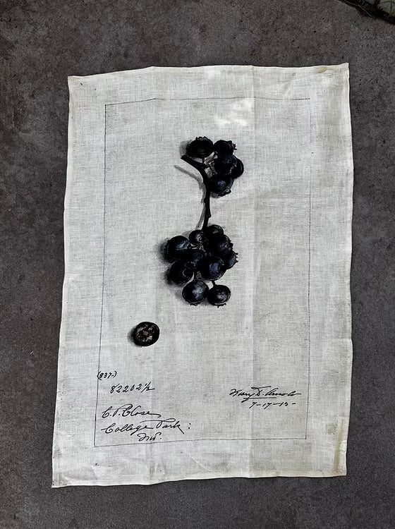 Barbara O’Donovan Tea Towels
