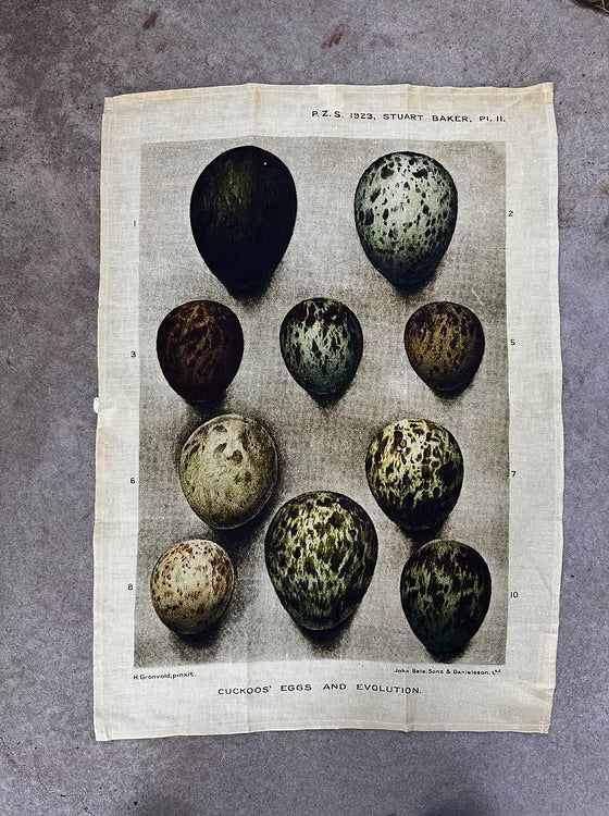 Barbara O’Donovan Tea Towels